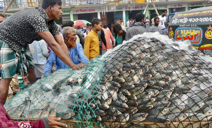 নিষেধাজ্ঞা শেষ হতেই ইলিশ ধরতে ফের সাগরে জেলেরা